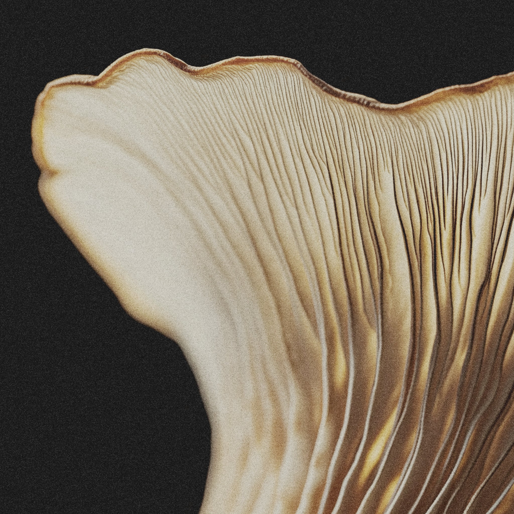 Tänk snabbare med Lion's mane